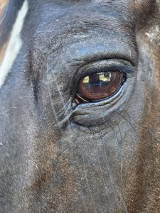 close picture of a dark by horse's eye and eyelashes